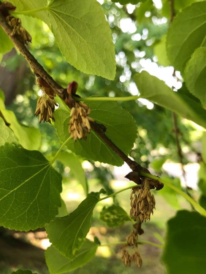 Katsura tree 6