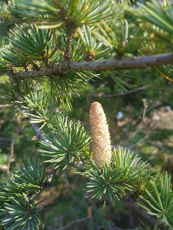 Cedar of lebanon 10