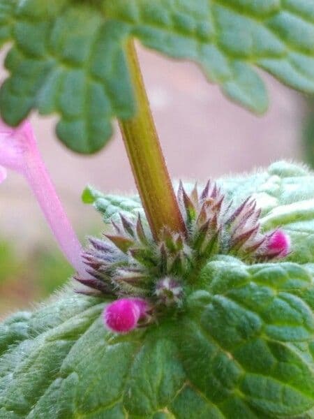 Henbit 24