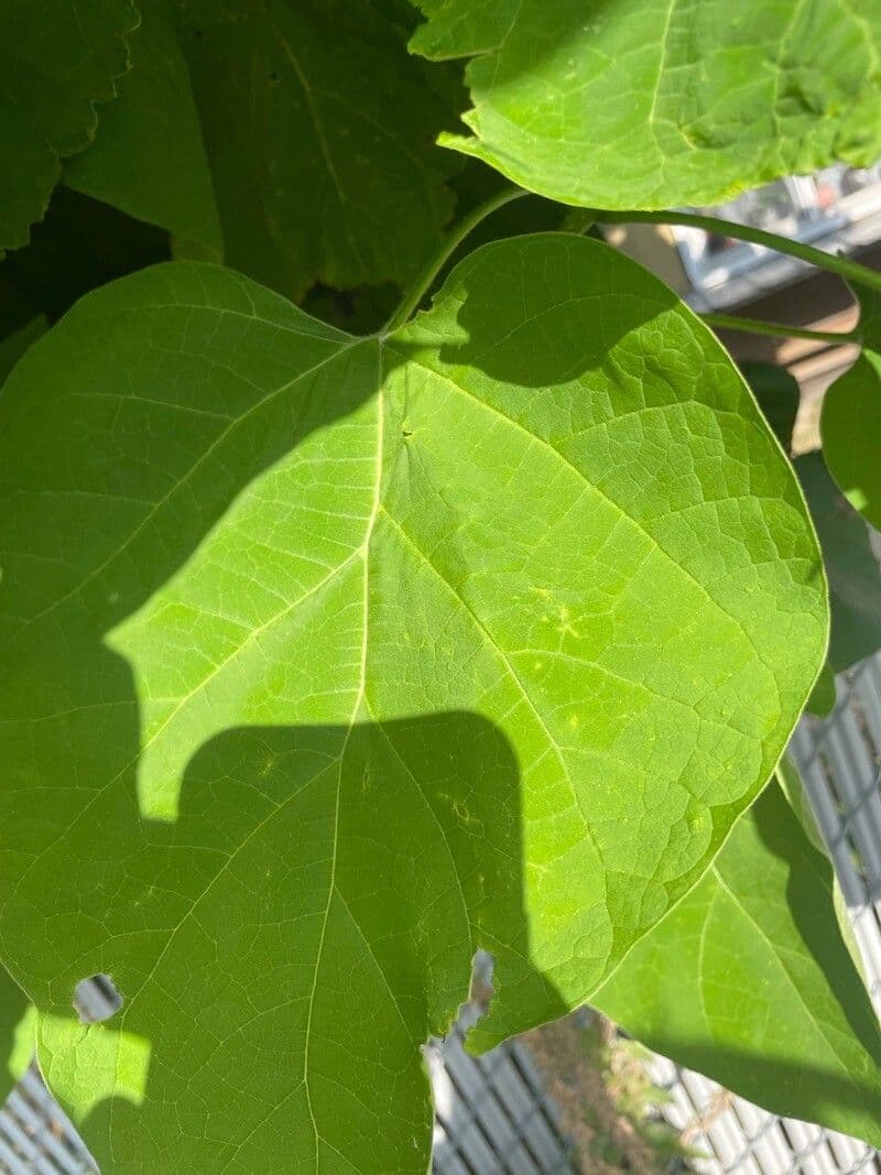 Northern catalpa 16