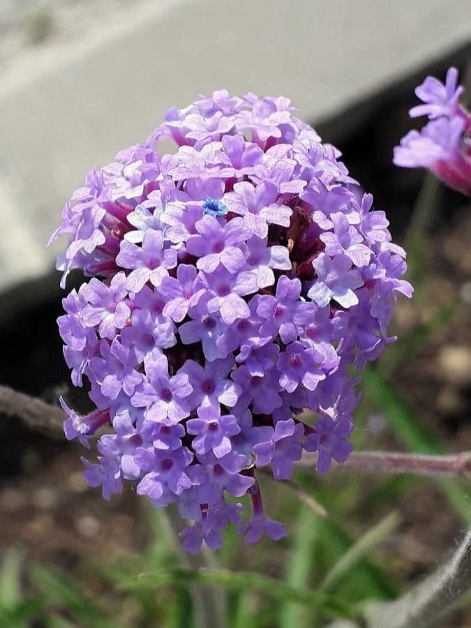 Argentine vervain 10