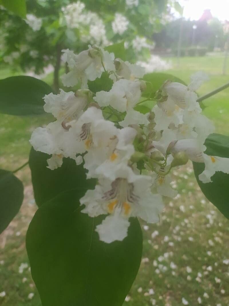 Northern catalpa 5