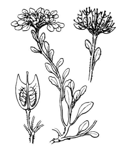Pruit's candytuft 18