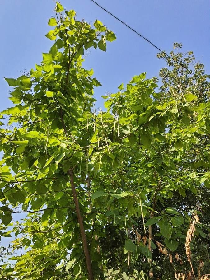 Chinese catalpa 2