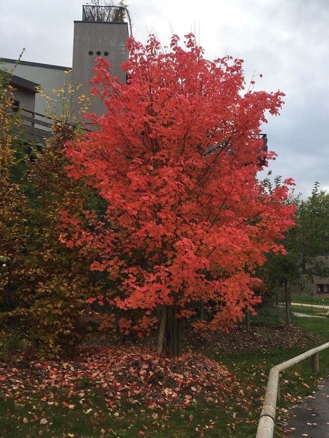 Red maple 13