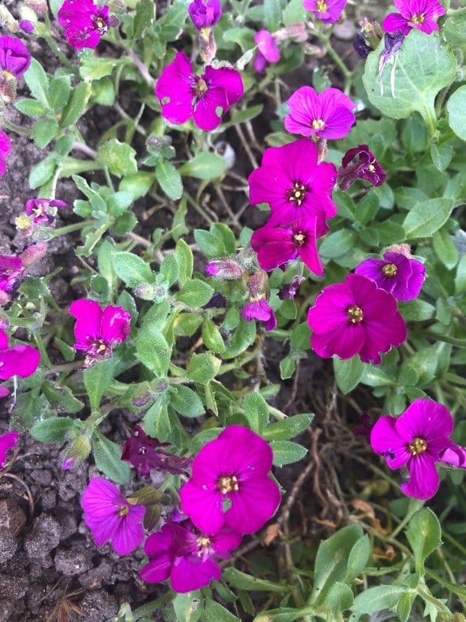 Aubretia 19