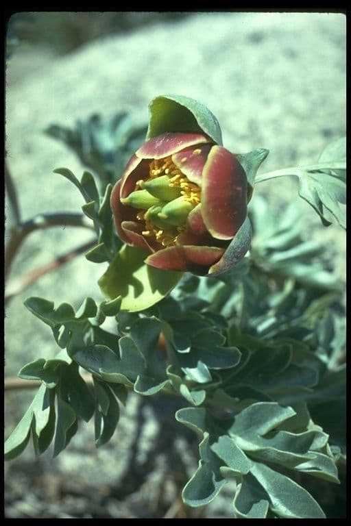 Brown's peony 2