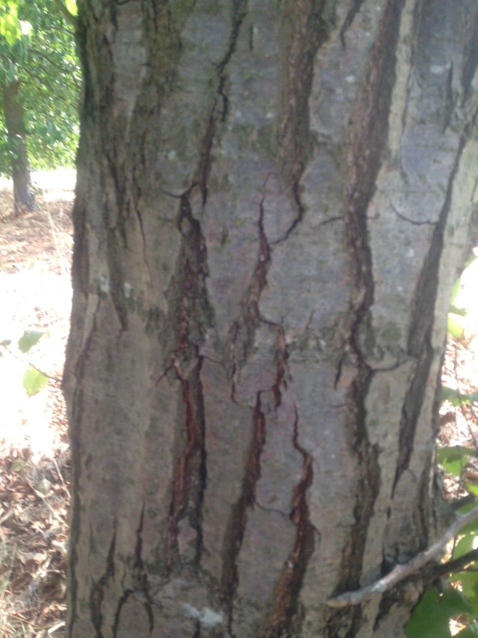 Caucasian alder 19