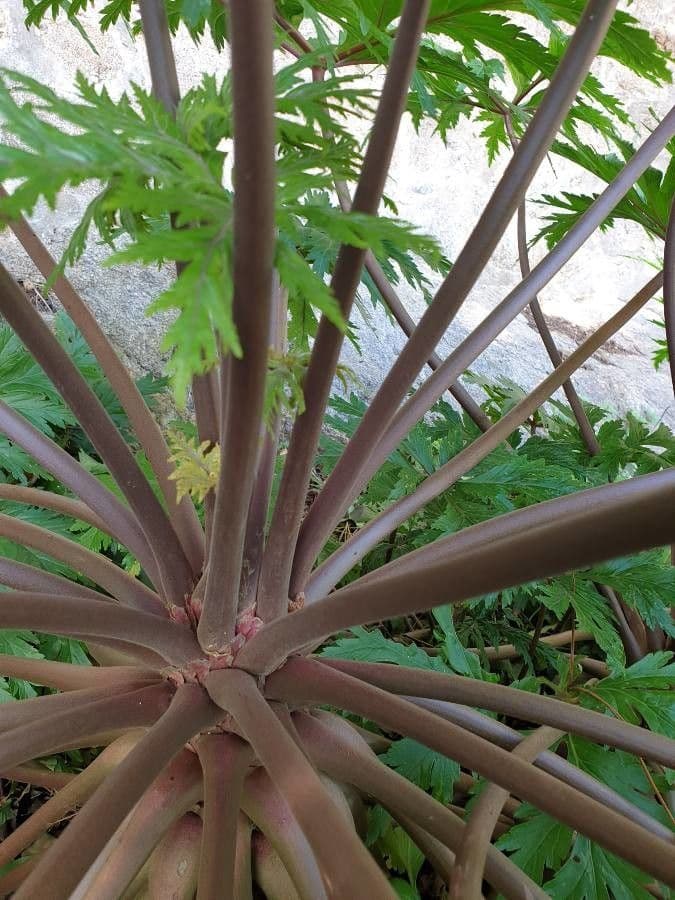 Giant herb-robert 19