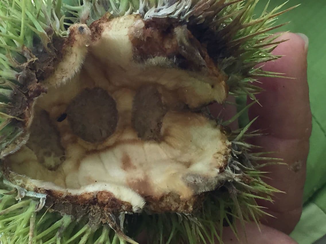 American chestnut 8