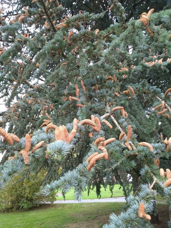 Cedar of lebanon 30