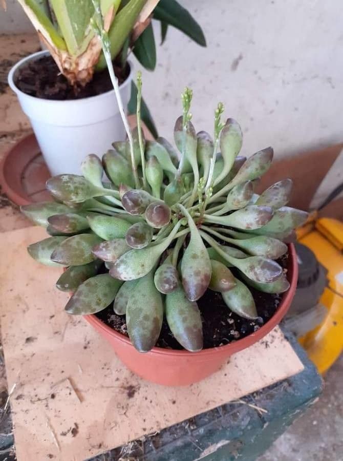 Adromischus 17