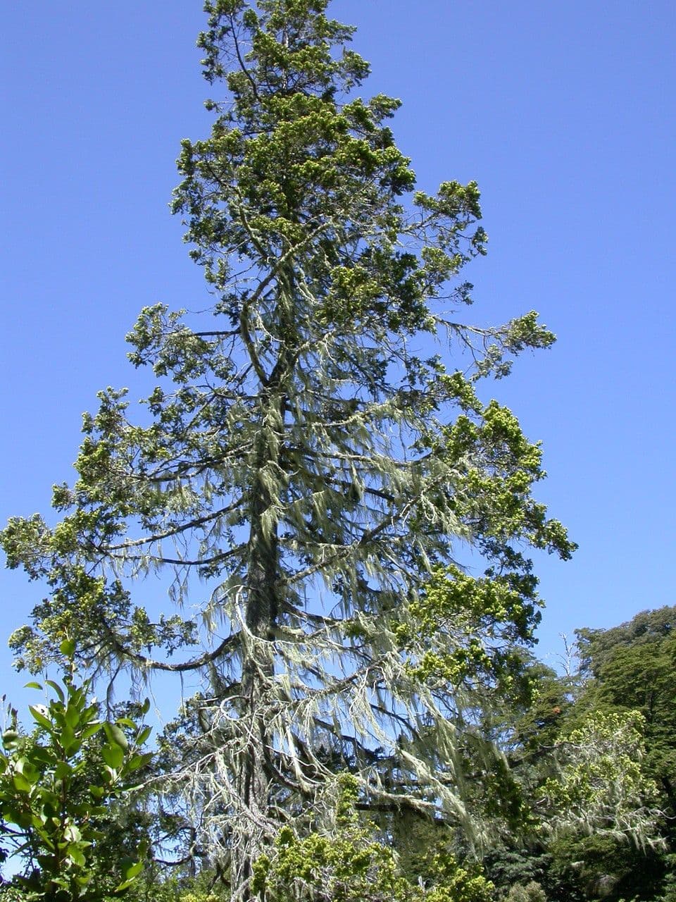 Chilean cedar 21