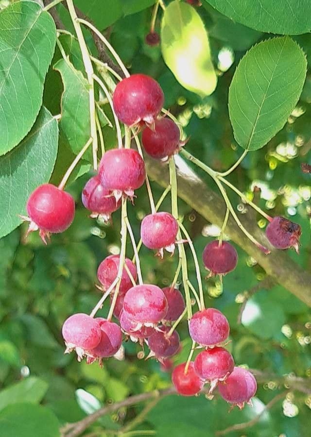 juneberry 5