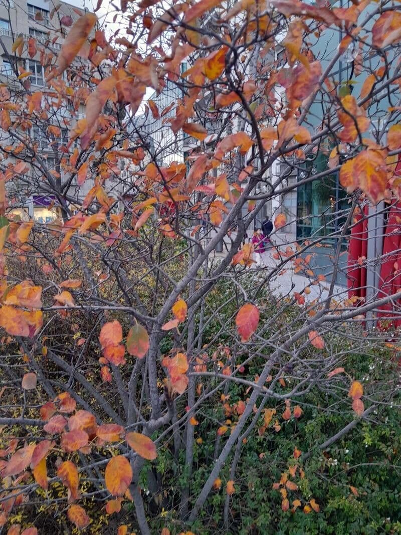 juneberry 12