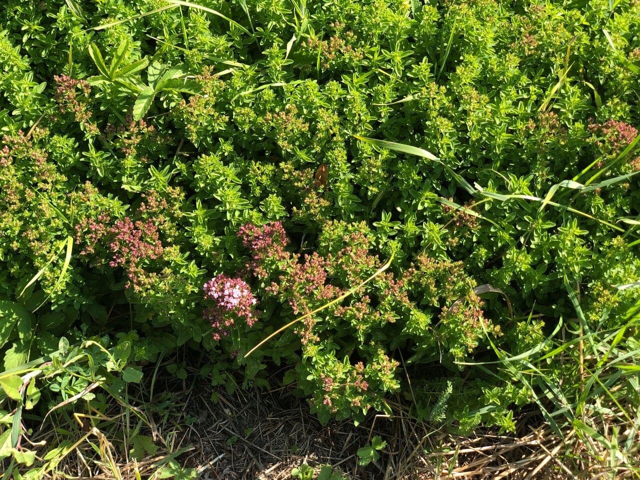 Wild marjoram 29
