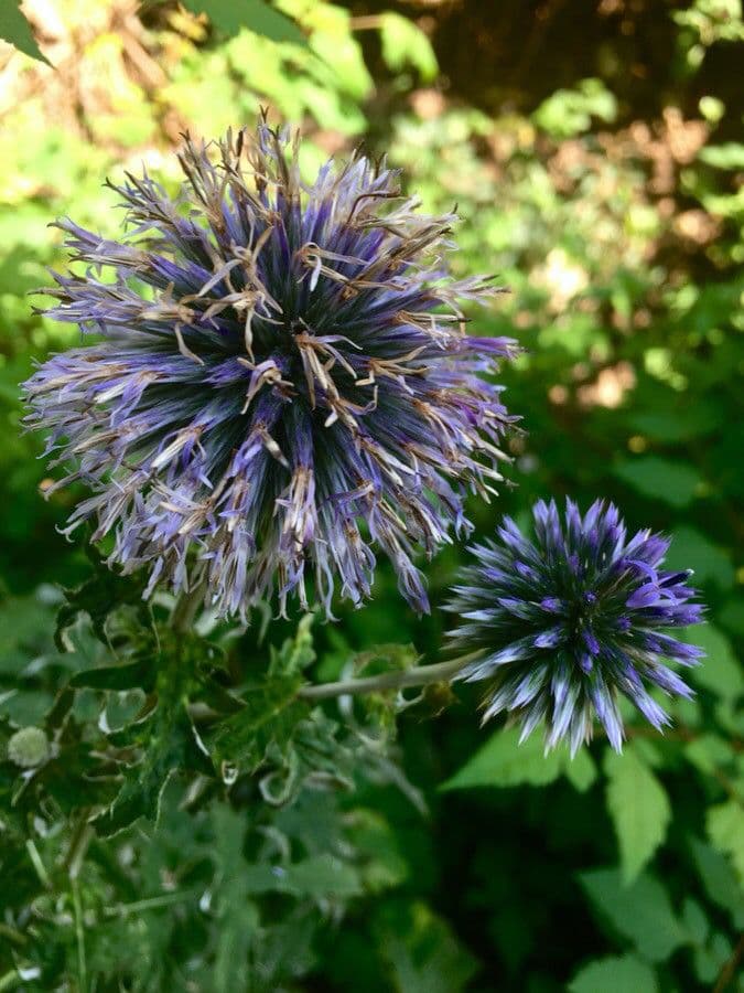 Globe thistle 29