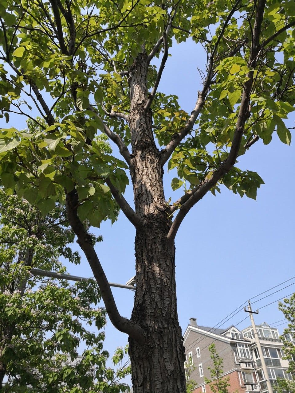 Manchurian catalpa 8
