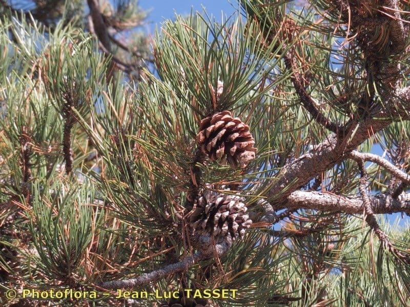 Australian pine 26