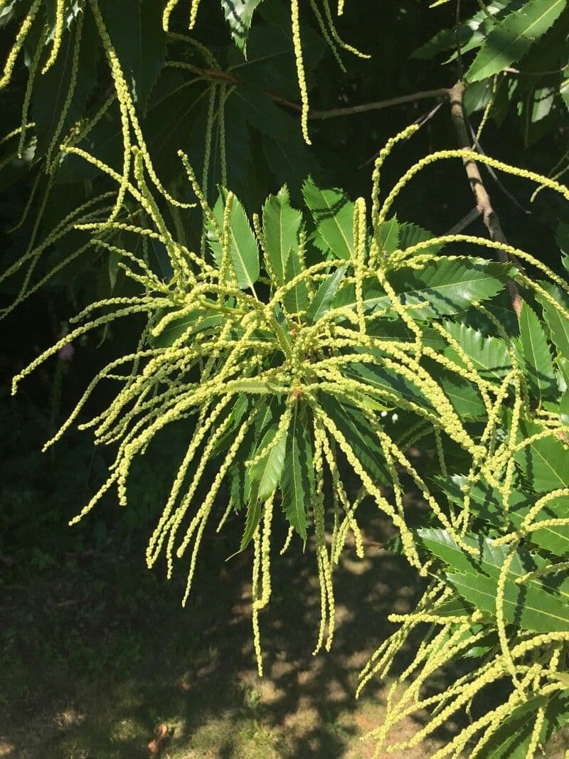 European chestnut 6