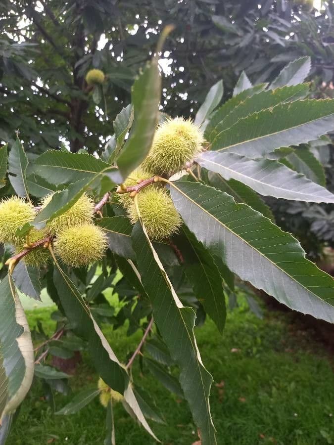 European chestnut 16