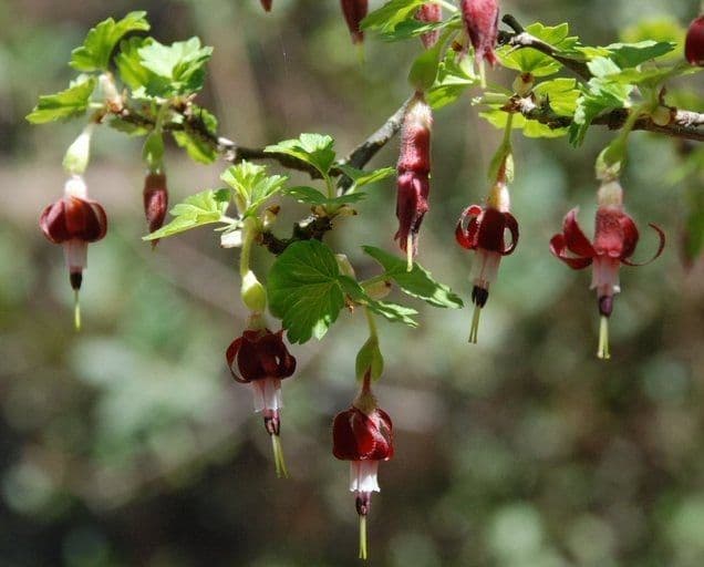 Bitter gooseberry