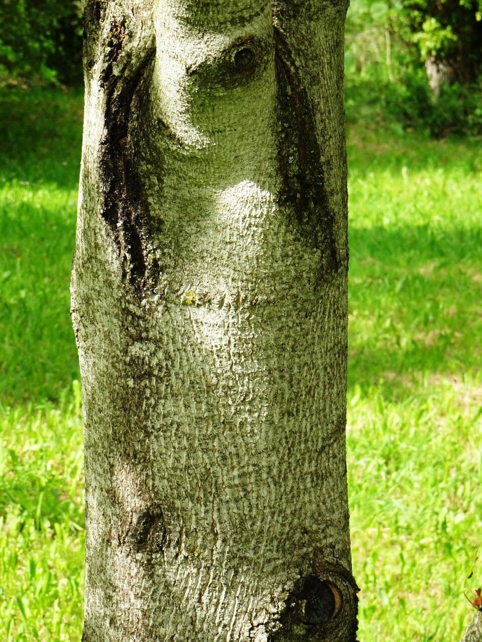 Tulip-poplar 25