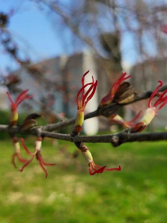 Katsura tree 9