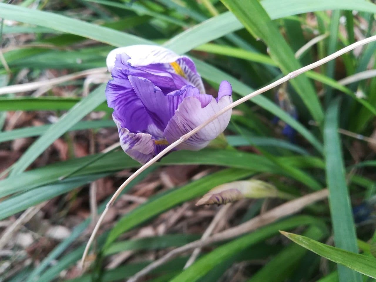 Algerian iris 7