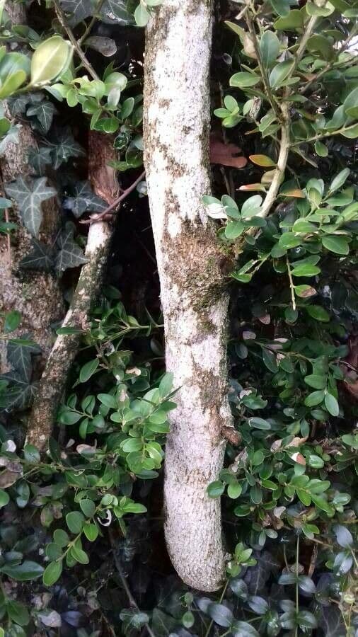 Caucasian boxwood 25