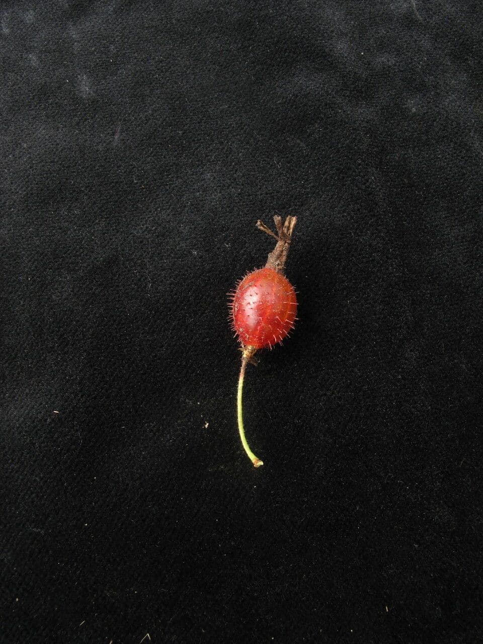 Alpine Currant 8