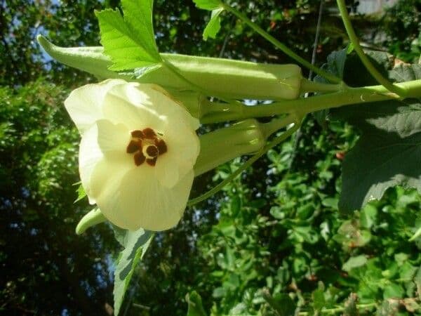 Okra 20
