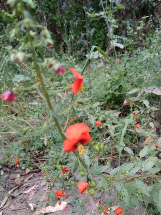 Maskflower 5