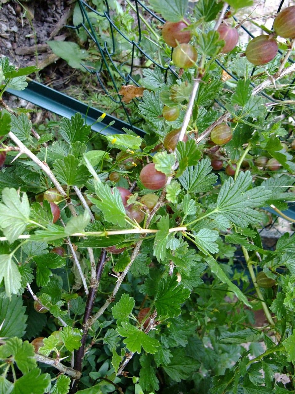 European Gooseberry 26