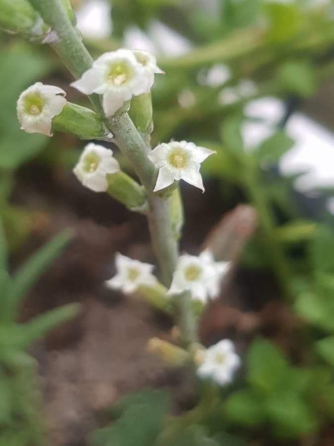Crassula