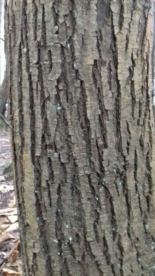 European chestnut 25