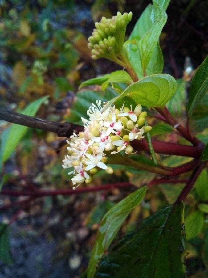 Red-osier dogwood 8
