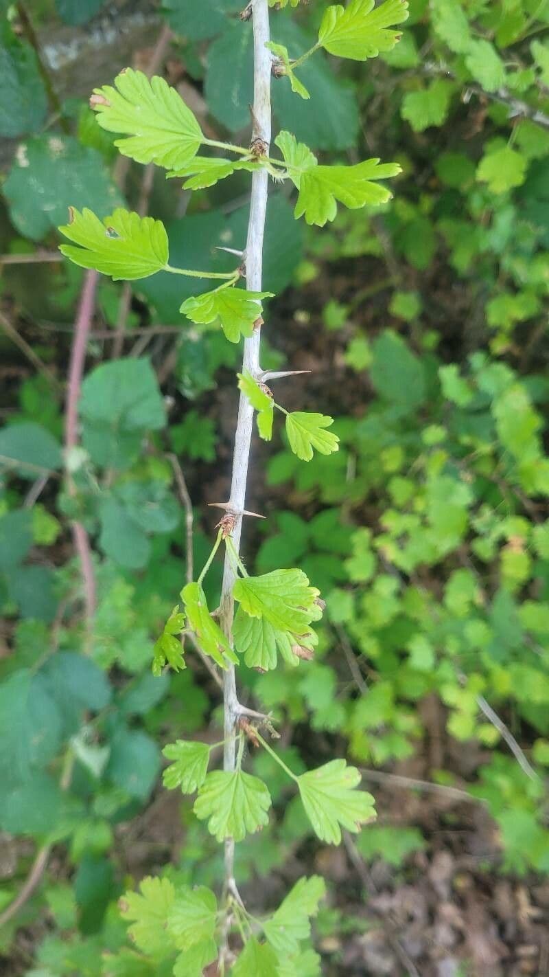 European Gooseberry 22