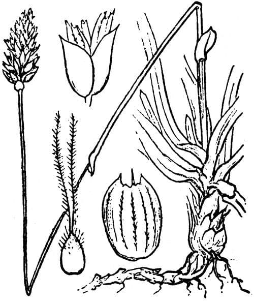 Blue moor grass 27