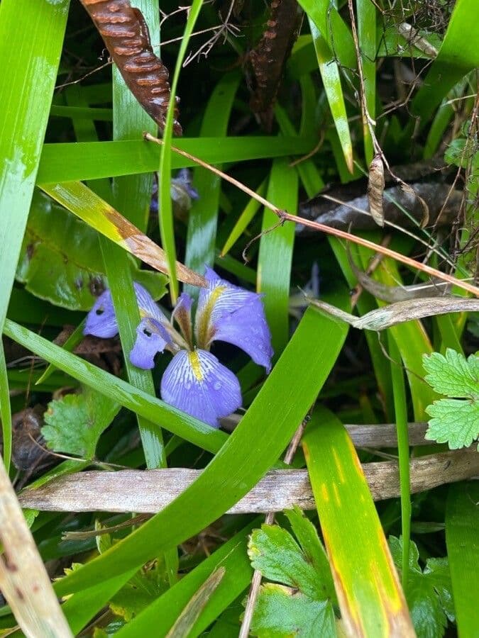 Algerian iris 13