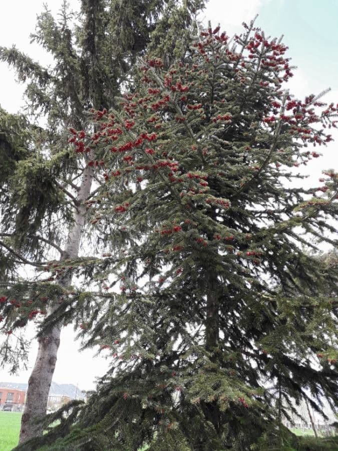 Christmastree 13