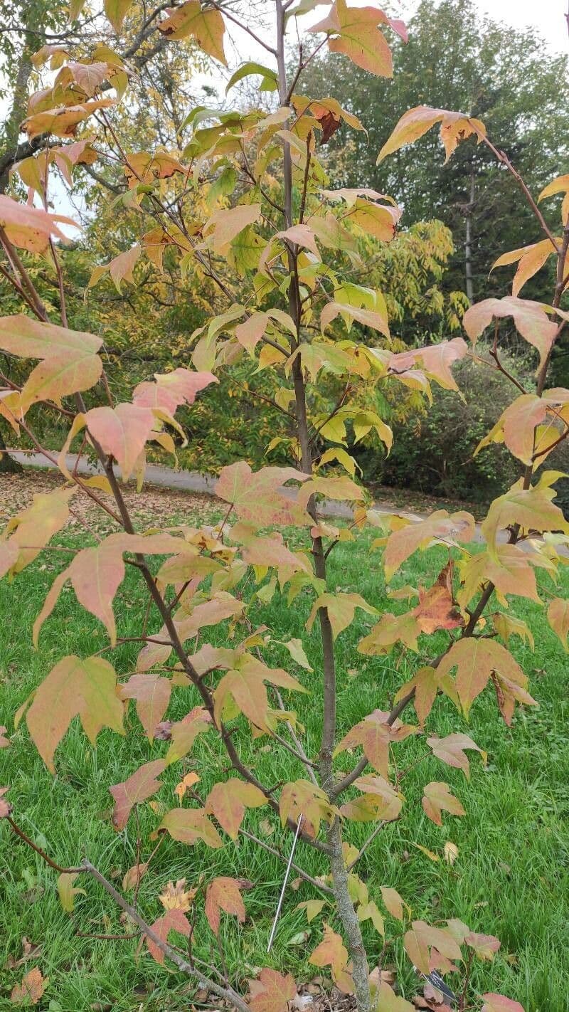 sweet gum 6