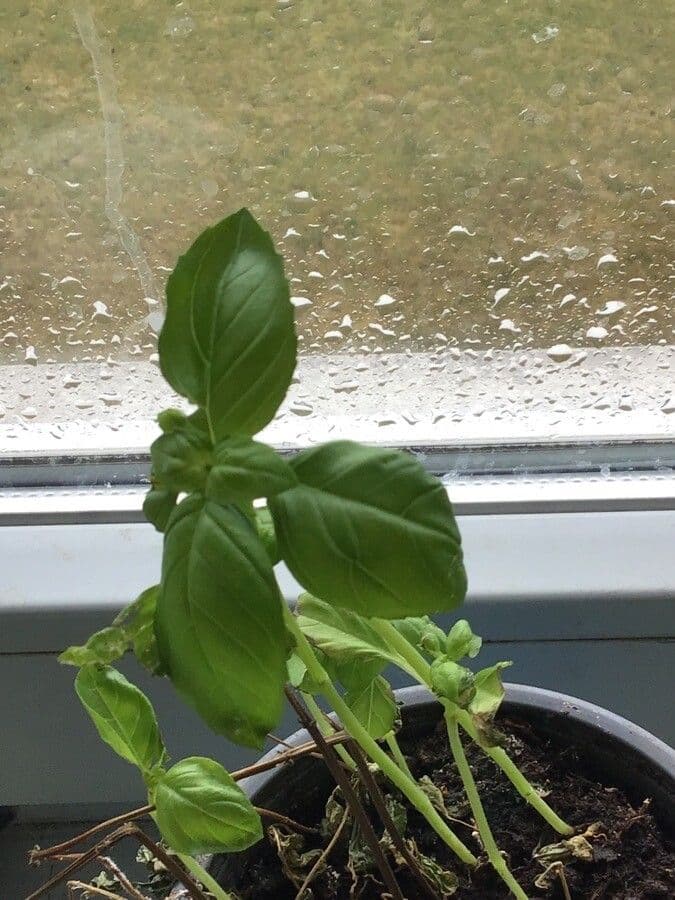 Basil 4