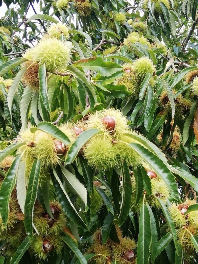 European chestnut 9