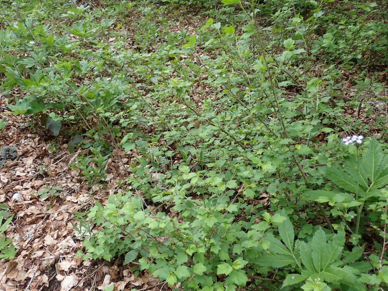 Alpine currant
