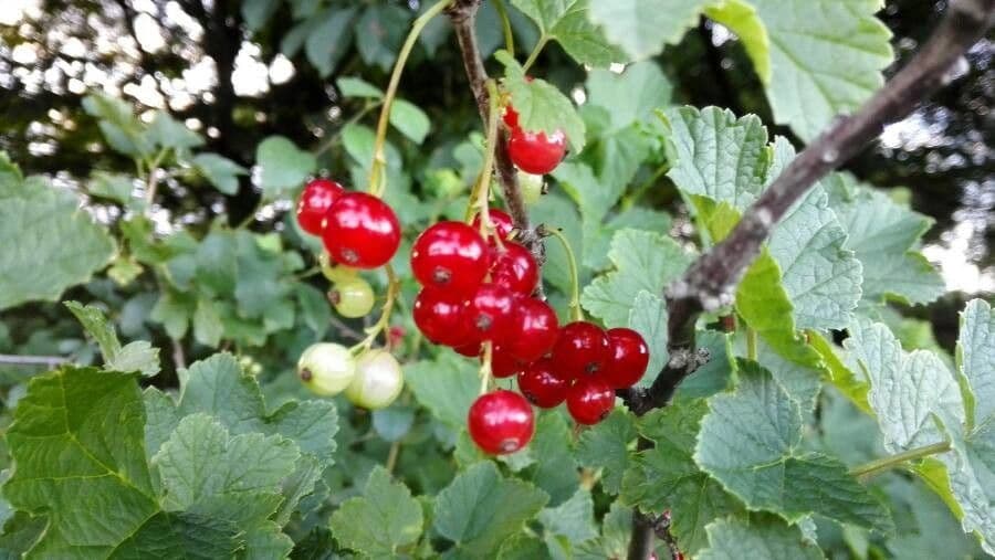 Garden currant 10