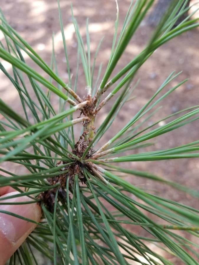 Northern pitch pine 18