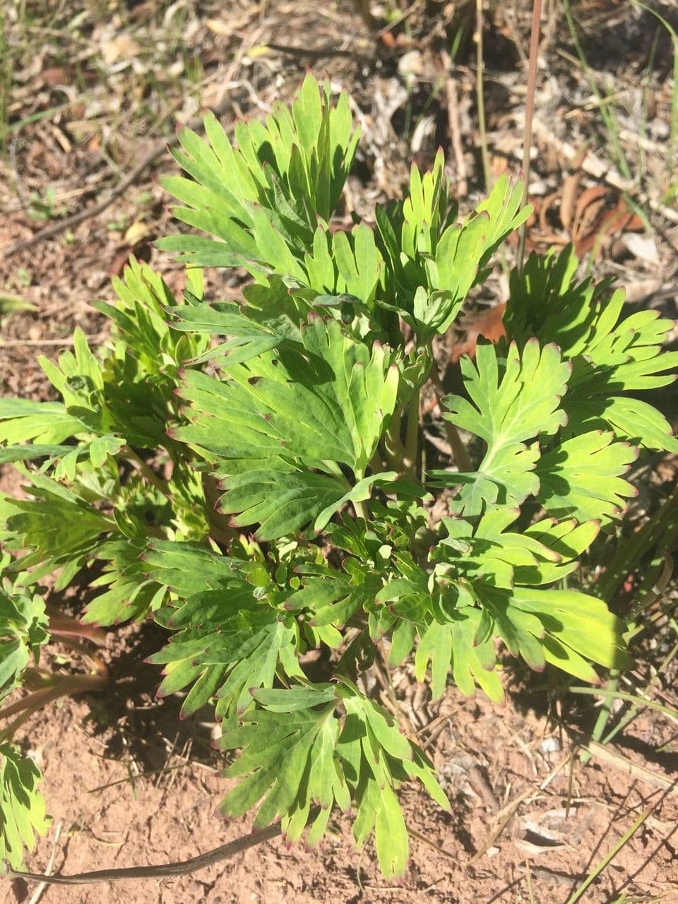 California peony 18
