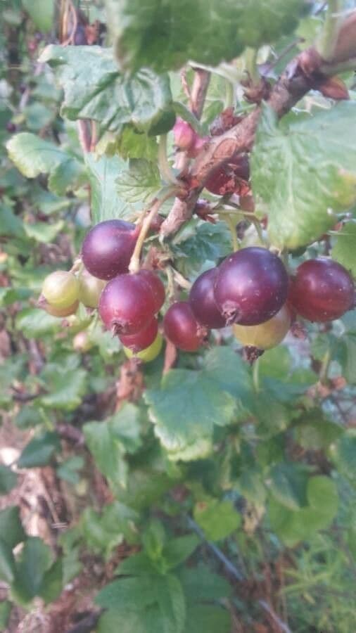 European Gooseberry 3