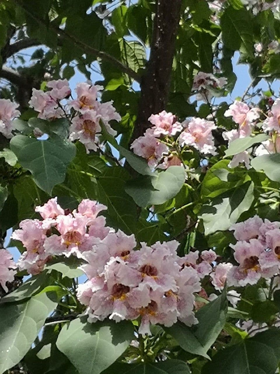 Manchurian catalpa